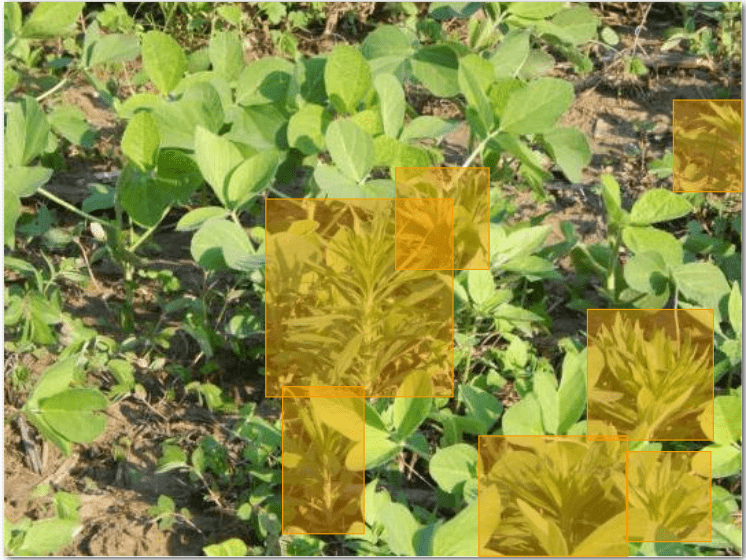 weeds annotated among crops for identification