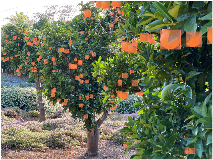 orchard with the fruits annotated for computer vision use case