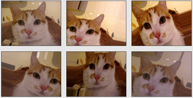 image of a cat augmented using various techniques